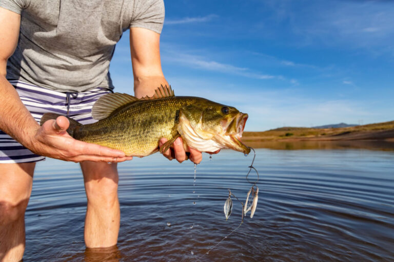 Late-Fall Lunkers: Targeting Big Bass Before the Freeze