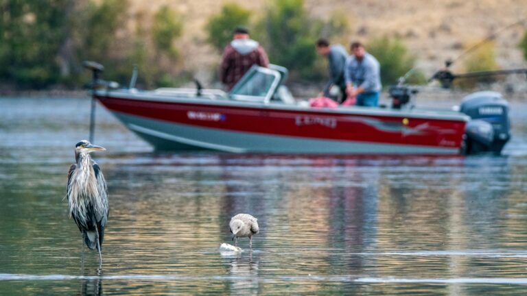 The Joys of Fishing: A Timeless Pursuit of Peace and Adventure