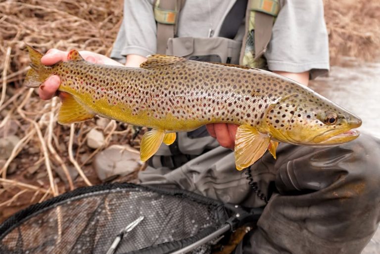 Early Spring Shallows: Where Fish Are Hiding Before the Warm-Up